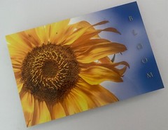 Sunflower «Bloom» Original Signed / Framed Photograph 8×12