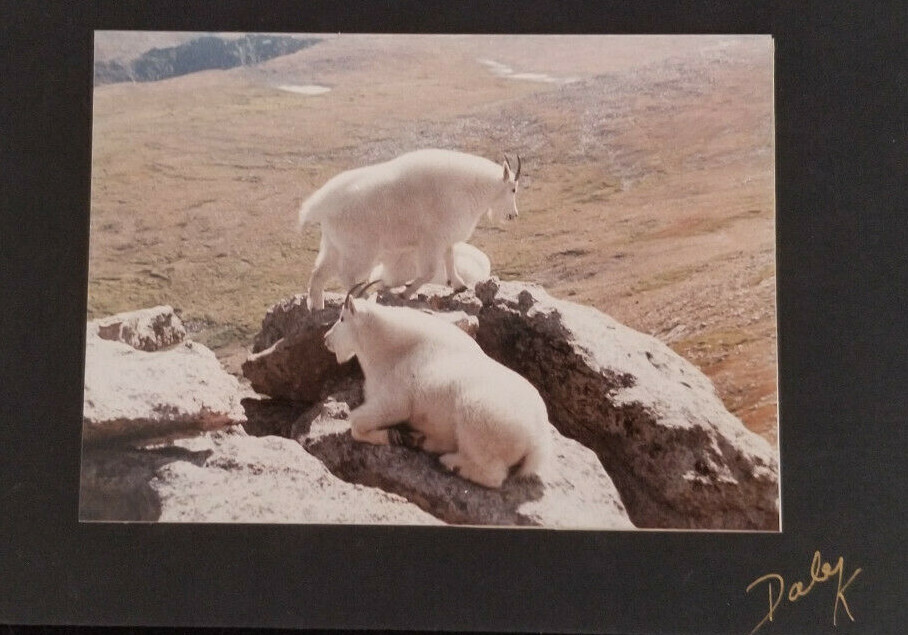 Mountain Goats Photograph by Dale K: Signed by Photographer on Mounted on Board