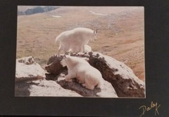 Mountain Goats Photograph by Dale K: Signed by Photographer on Mounted on Board