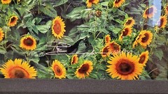Peter Lik «Summer Dreams» Limited Edition 2M 