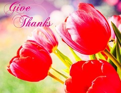 floral photograph 11 x 8.t give thanks printed of premium glossy paper