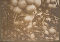 Antique 19th Century Albumen Print Photograph of Bundle of Figs on Vine, Nice!