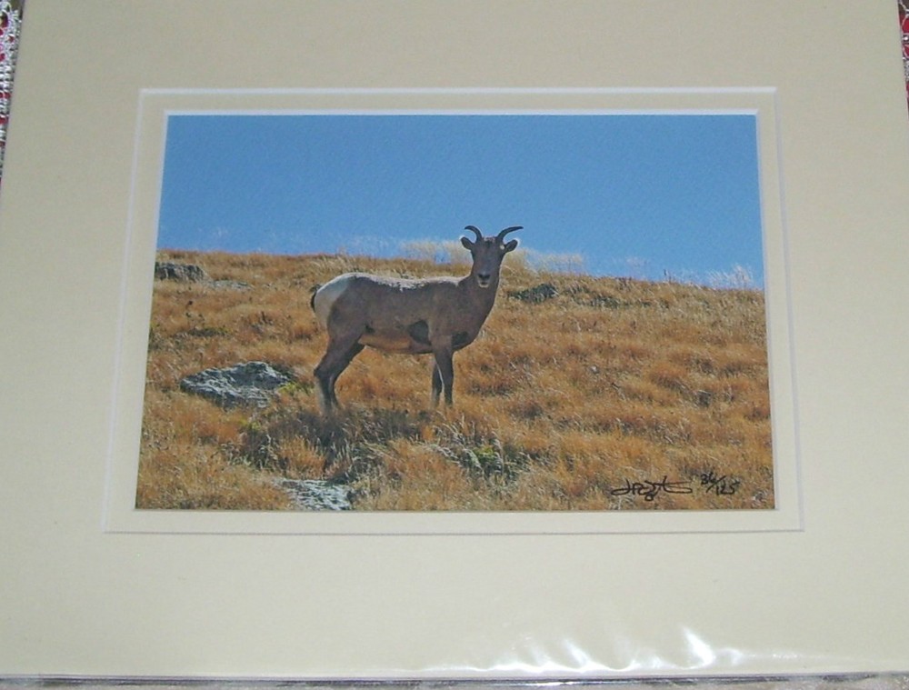 PHOTO ART BIG HORN SHEEP MT EVANS CO 5X7 MATTED TO 8X10 SIGNED #’D 36/125