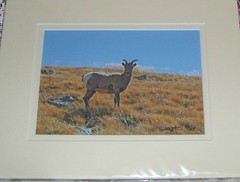 PHOTO ART BIG HORN SHEEP MT EVANS CO 5X7 MATTED TO 8X10 SIGNED #’D 36/125
