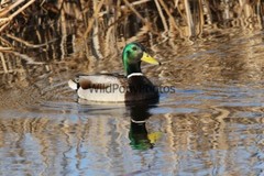 Mallard Duck Photo 1, Pick One Image – Various Sizes