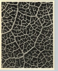 1942 Original BOTANICAL PLANT Bladderwort Flower Photo Art KARL BLOSSFELDT