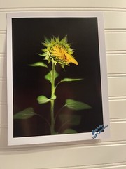 Sunflower #6 – landscape photograph 8.5×11