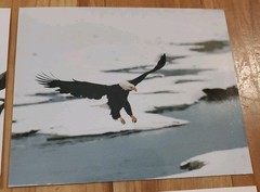 American Bald Eagle Print Pictures Lot of 4 Sitting in Branch Soaring Water 8×10