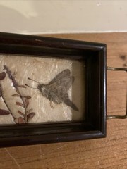 Vintage Fred Thompson Oddities Miniature Tray Art Pressed Moth & Plant Stamped