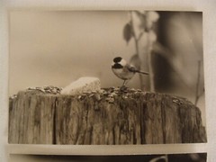 2 Antique Signed Halley Erskine Bird Photographs 4 1/2″ by 6 3/8″