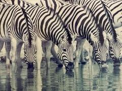 Thomas D. Mangelsen Dry Season Signed Framed Color Landscape Photograph Zebras