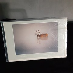 Thomas Mangelsen Images of Nature Photo Card Morning Light Bull Elk – 1986
