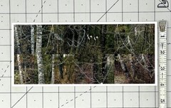 Susan Rankaitis (b. 1949) Art Announcement Card 2007 – Limbicwork