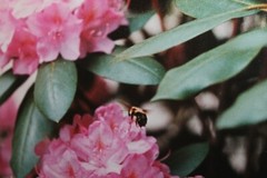 Vintage Signed 8×12 Photo W. Beebe East Tennessee Flowers Honey bee