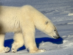 Polar Bears Mother and Cub Photograph Print, signed, sealed in plastic 13″ x 19″
