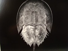 Original 2016 Charles Fendrock Horseshoe Crab Photograph