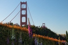 Digital Image Picture Photo Wallpaper: Flowers Near Golden Gate Bridge