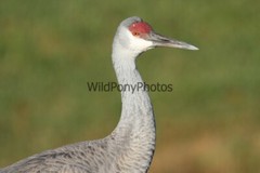 Sandhill Crane Photo, Pick One Image – Various Sizes