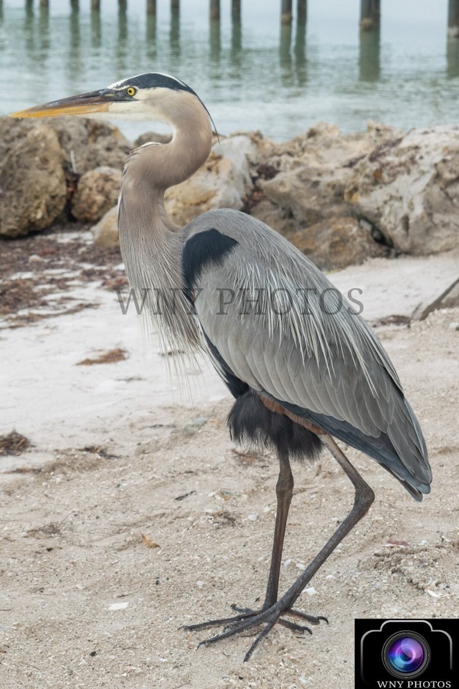 16X24 Print of Great Blue Heron Closeup (Nature) (Wildlife) *FREE SHIPPING*