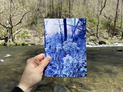 Blue Wintery Plant 8×10 Digital Art Photography Giclee Print Winter Dreamy