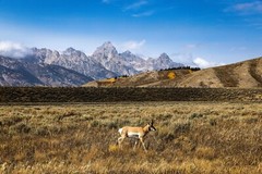 Pronghorn Antelope in Grand Teton National Park Wyoming Photography Print