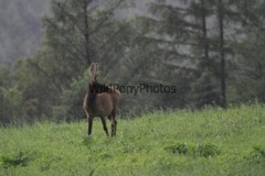 Elk Photo, Pick One Image – Various Sizes