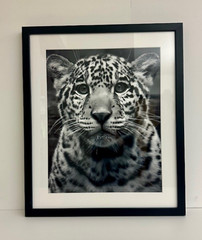 Jaguar Cub Photography Prints – Wildlife Fine Art- 13×19 Framed Limited Run