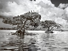 Clyde Butcher Gaskin Bay Everglades National Park Florida #5 22×34
