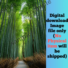 Bamboo forest nature image art picture background AI wallpaper for mobile & pc