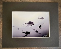 SAILFISH Baitball Signed Chris Doherty 5×7 B/W Photo | Matted & Framed 16.5×13.5