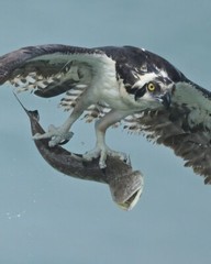 Color photographic print of an osprey carrying a big lizardfish (8×10)
