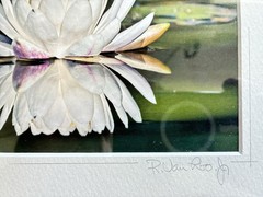 ORIGINAL R VAN LOO JR WATER LILLY SIGNED PHOTO PRINT FRAMED AND MATTED 13″x11″