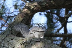 Delmarva Fox Squirrel Photo, Pick One Image – Various Sizes