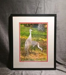 Sandhill Crane Art Photography NANCY C. MORELAND 17 X 21″