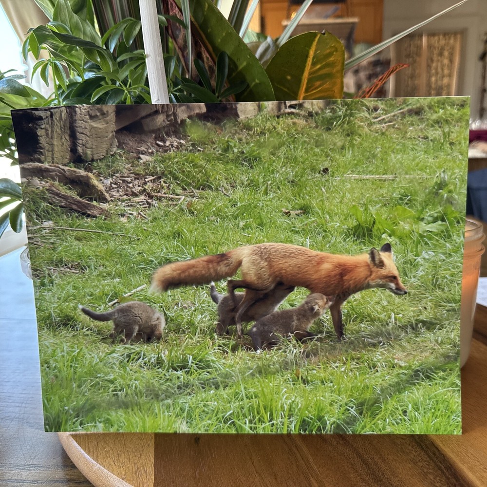 Doug Grim Wildlife Photo 8 X 10 Fox & Babies Matte Finish Corner Bent 2018