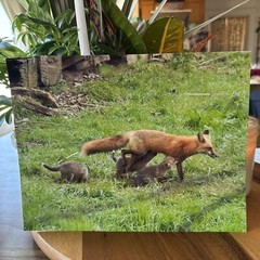 Doug Grim Wildlife Photo 8 X 10 Fox & Babies Matte Finish Corner Bent 2018