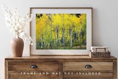 Aspen Tree Grove Autumn Rocky Mountains Colorado Nature Photography Print