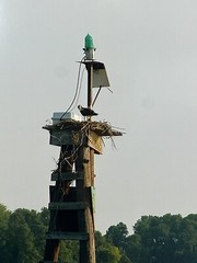 Original Signed Photograph Robin Marshall Waterfowl Osprey And Nest 11×14’’
