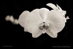 KELLY WILLIAM WRIGHT Original FLOATING ORCHID Flower Botanical Photograph 8×11