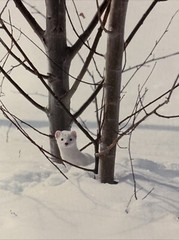 ERMINE IN TREES FRAMED BY THOMAS MANGELSEN 45 OF 950 SIGNED 1993 RARE 15 X 12