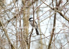 Original ACEO photo fine art print 2.5 x 3.5″ BLACK-CAPPED CHICKADEE bird small