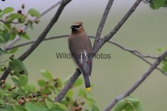 Cedar Waxwing Photo, Pick One Image – Various Sizes