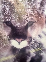 Harry Bowden Signed & Numbered 3/750 Photograph «A Face in the Foliage» Cougar