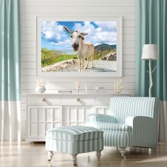 St John White Donkeys Photography Wall Art Decor, US Virgin Islands, USVI Donkey
