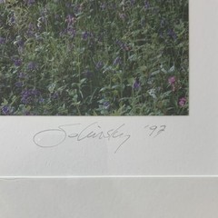 Vintage Signed Framed Steve Solinsky Landscape Photo, Tree Flowers Nature, 1997