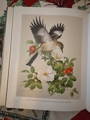 Art & Photo’s Of The World’s Formost Birder, Roger Tory Peterson – Excellent