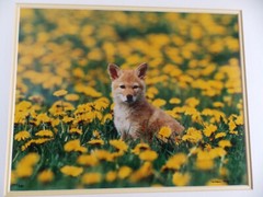 COYOTE PUP MONTANA PHOTOGRAPH BY WARREN MAGILL LIMITED EDITION 20″ X 16″
