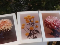 LOT 3 ORIGINAL COLOR PHOTOGRAPHS OF PLANTS FLOWERS SPECIES 14.5 X 10.25 INCHES