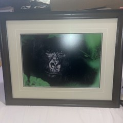 Thomas Mangelsen «Gentle Giant The Silverback» Gorilla Photograph 20″x30″ /2500