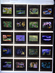 ALAN PAPPE Original 35mm Color Slide Transparency Collection Art Photography 197